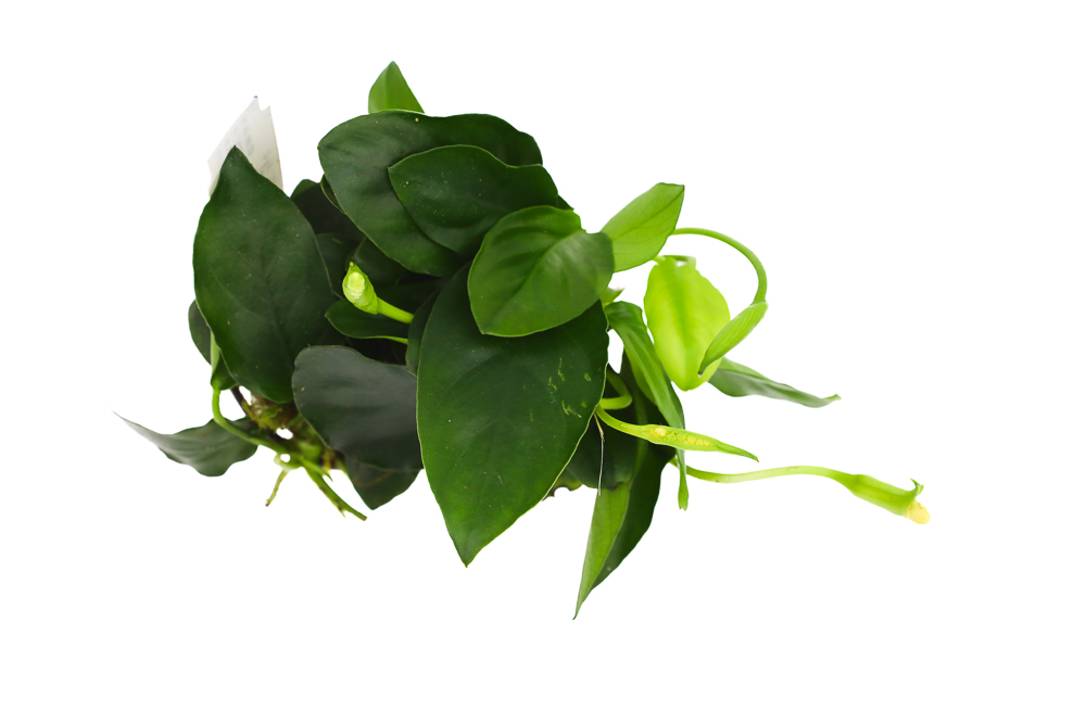 MASTA Anubias Nana roślina do akwarium